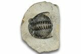 Detailed Hollardops Trilobite - Orange Eyes #254502-1